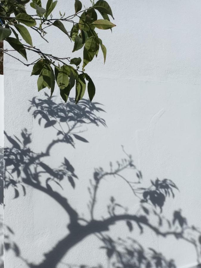 Casa Morais Pinto Lejlighed Reguengos de Monsaraz Eksteriør billede
